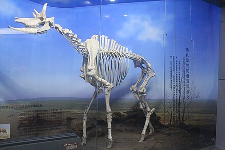 Skeletal mount of Shansitherium tafeli on display at the Beijing Museum of Natural History.