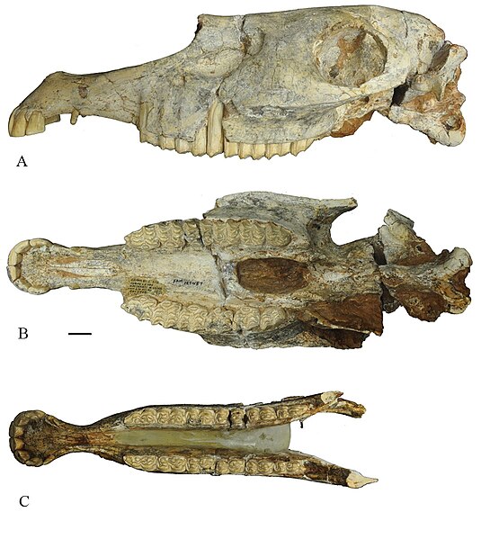 File:Shanxihippus dermatorhinus 2.jpg