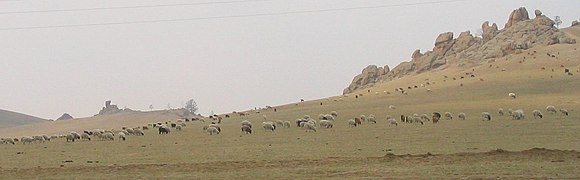 Sheep, Terelj National Park.jpg