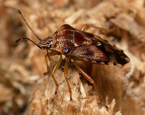 Shield Bug (Elasmucha lateralis)