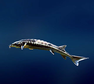 Bastard sturgeon Species of fish