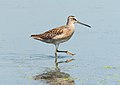 7 Short-billed dowitcher in JBWR (40844) uploaded by Rhododendrites, nominated by Rhododendrites,  18,  0,  0
