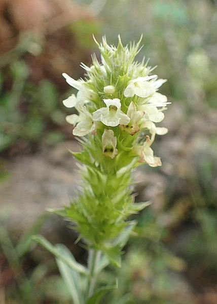 File:Sideritis hyssopifolia kz11.jpg