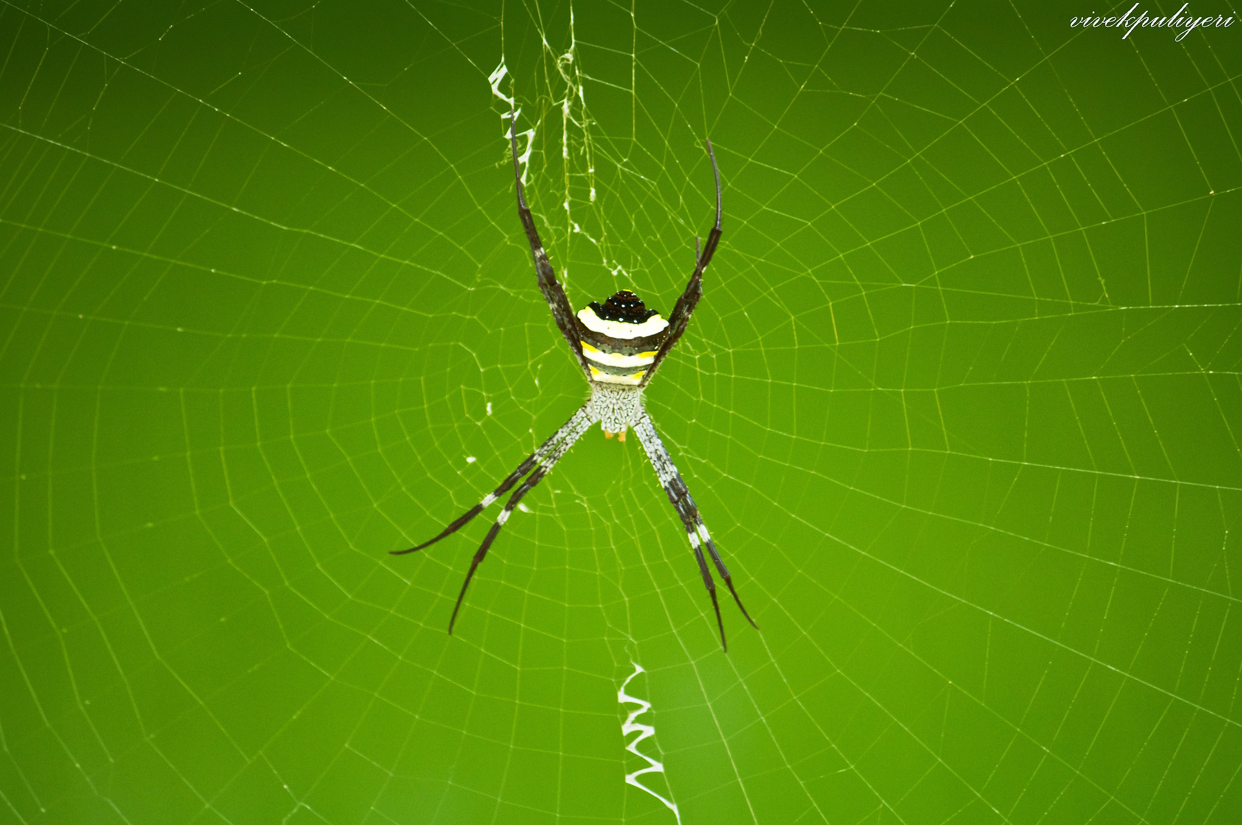 File:Argiope anasuja spider.jpg - Wikipedia