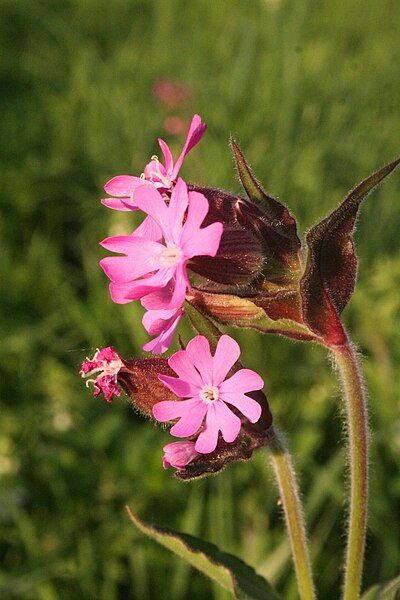 File:Silene dioica - img 25015.jpg