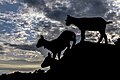 * Nomination Silhouettes of three wild goats (Capra aegagrus hircus) on a rock on the uninhabited island of Don Kek, near Don Det, Si Phan Don, Laos, at sunrise. --Basile Morin 04:15, 21 August 2023 (UTC) * Promotion Good quality --Llez 05:53, 21 August 2023 (UTC)
