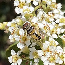 Single-banded plushback flower fly on toyon flowers.jpg