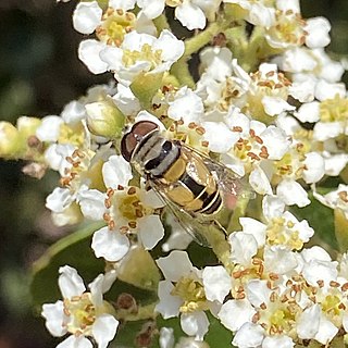 <i>Palpada alhambra</i> Species of fly