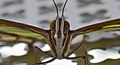 * Nomination Portrait of a Siproeta stelenes, Munich Botanic Garden, Germany --Poco a poco 05:52, 8 April 2018 (UTC) * Promotion Good quality. --XRay 06:48, 8 April 2018 (UTC)