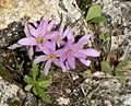 סתוונית Colchicum