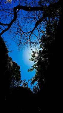 Blue Sky with sunrise beyond the forest