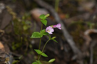 <i>Erythranthe inconspicua</i> Species of flowering plant