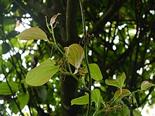 Smilax azorica.JPG