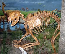 A reconstruction of Arctodus pristinus, from the Bishop Museum of Science and Nature, Florida. South Florida Museum - Big Carnivore Skeleton.jpg