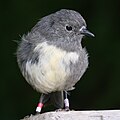 South Island Robin (banded)