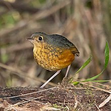 Speckle-breasted Antpitta (cropped).jpg