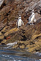 Islas Ballestas, Peru