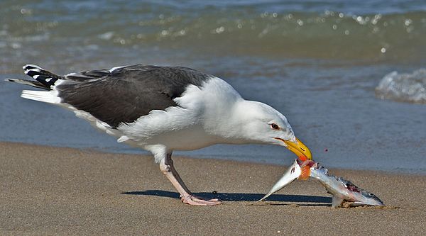 Adult Larus marinus with fish, Sandy Hook, New Jersey, United States