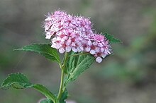 Flower of Japanese spiraea in Japan Spiraea japonica shimotsuke(Xia Ye ) DSCF3559.jpg