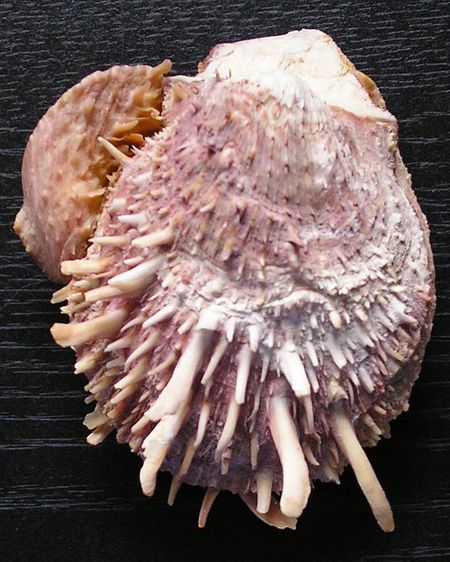 Spondylus gaederopus