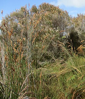 <i>Sporadanthus ferrugineus</i> Species of flowering plant