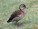 Spotted Whistling Duck RWD2.jpg
