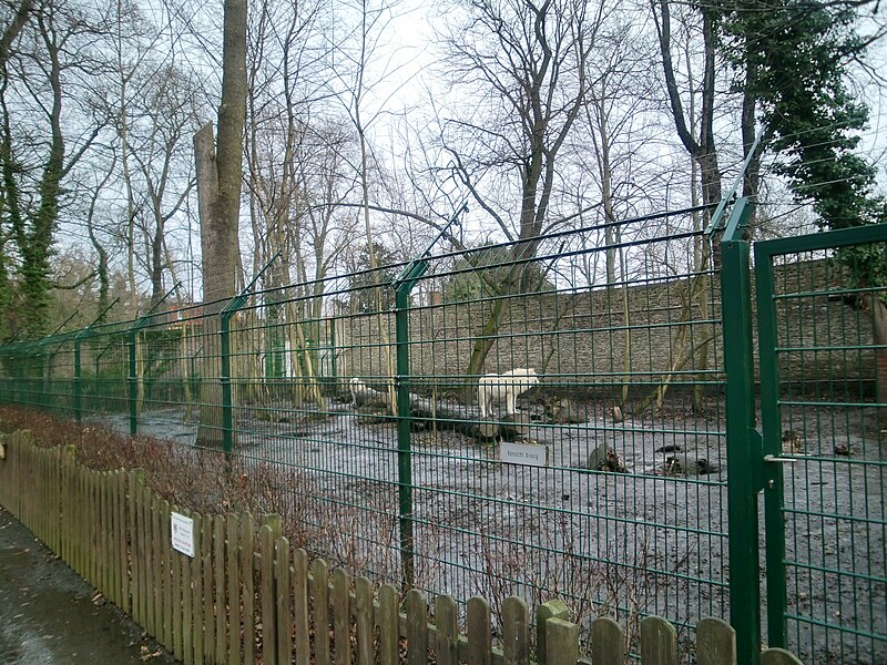 File:Staßfurt Zoo Polarwölfe.JPG