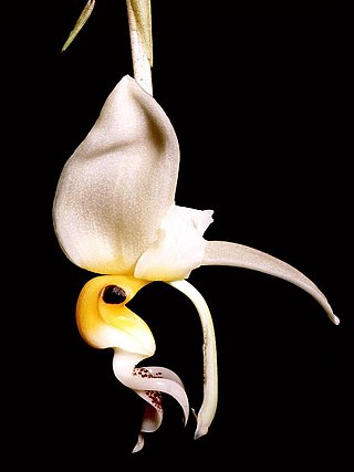 <i>Stanhopea embreei</i> Species of orchid