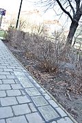 Stones of Remembrance in Vienna-Favoriten.JPG