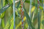 Vorschaubild für Puccinia