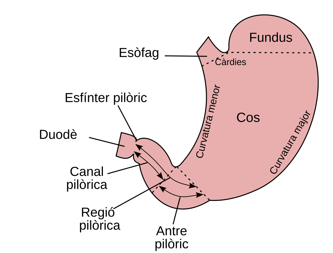 File:Stomach-ca.svg