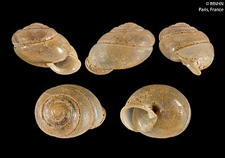 <i>Streptartemon glaber</i> Species of gastropod