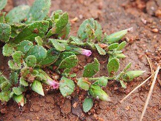 <i>Streptoglossa cylindriceps</i> Species of flowering plant