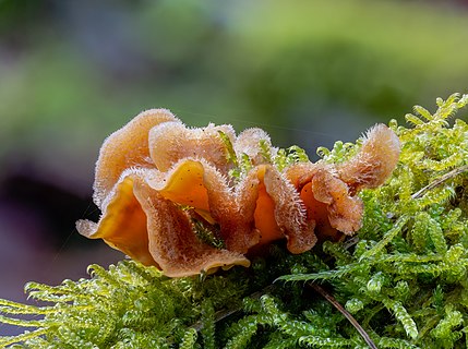 Stereum hirsutum, false turkey tail or hairy curtain crust in the Bruderwald in Bamberg