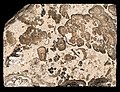 Stromatolith-xxx hg.jpg