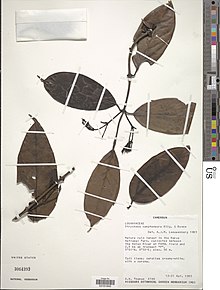 Strychnos camptoneura-NMNH-14579523.jpg