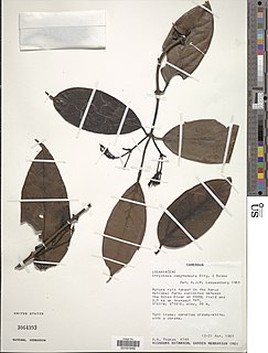 <i>Strychnos camptoneura</i> Species of flowering plant