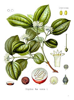 <i>Strychnos nux-vomica</i> Species of plant