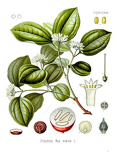 Strychnos nux-vomica - Köhler–s Medizinal-Pflanzen-266.jpg