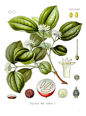 Strychnos nux-vomica - Köhler–s Medizinal-Pflanzen-266.jpg