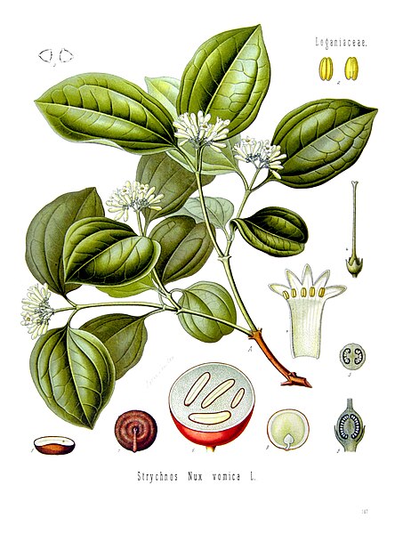 File:Strychnos nux-vomica - Köhler–s Medizinal-Pflanzen-266.jpg