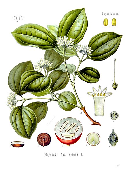 Strychnine tree. Its seeds are rich in strychnine and brucine.