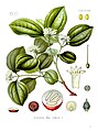Strychnos nux-vomica, principal source of the convulsant alkaloid strychnine (coloured plate from Köhler's Medicinal Plants)