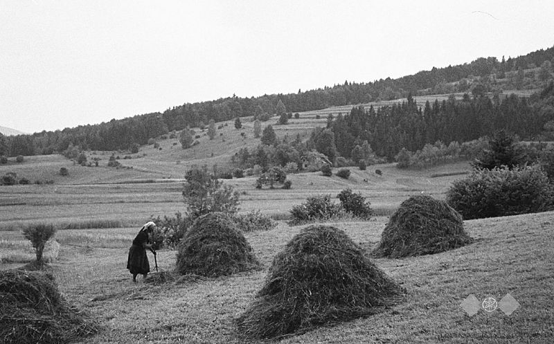 File:Sušenje sena, spravljanje v kopice, Male Lipljene 1964.jpg