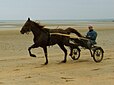 Un cheval de courses (trotteur) tractant son entraîneur assis sur son sulky à Utah-Beach, dans le département de la Manche.