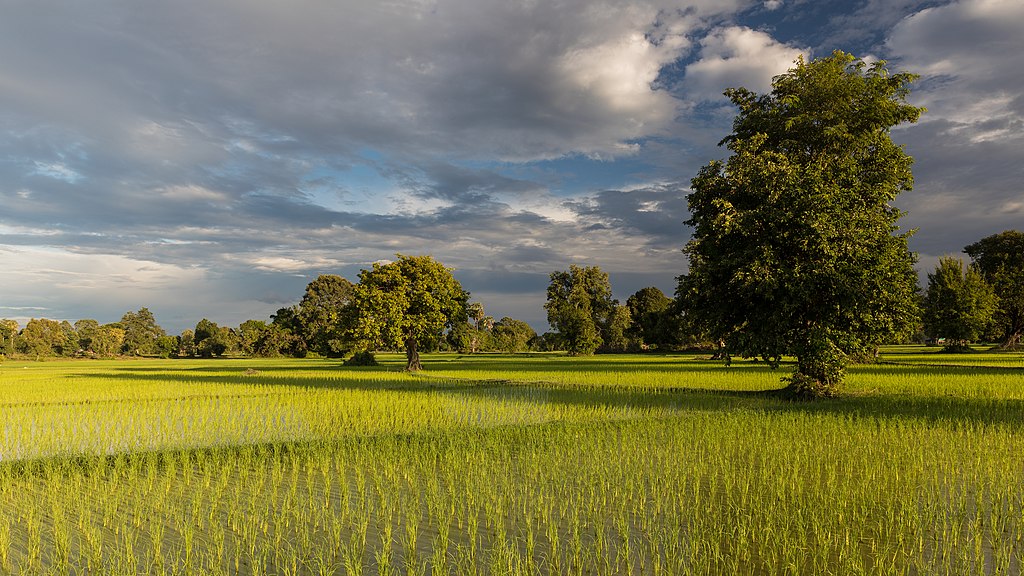 Sunny green paddy fields with trees and long shadows at golden hour.jpg