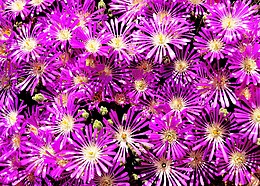 Drosanthemum hispidum