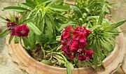 Миниатюра для Файл:Sweet William-Dianthus barbatus (3).JPG