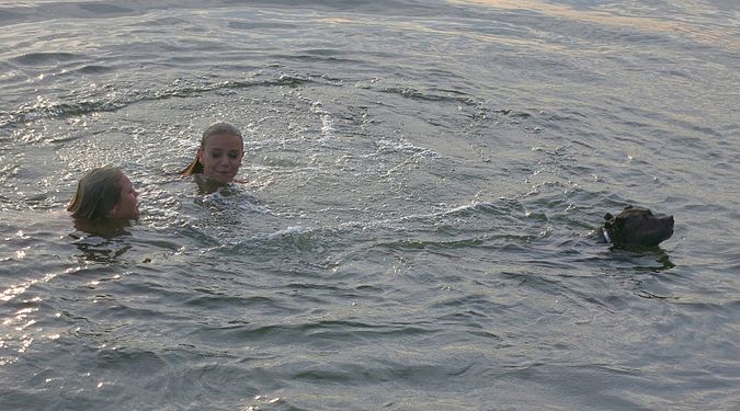 Exceptional teacher of dog-style swimming