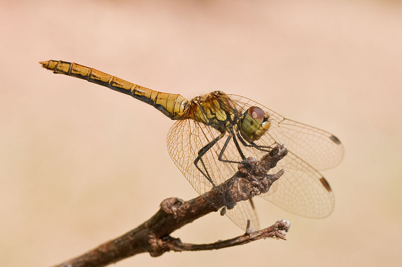 File:Sympetrum sanguineum 04 (MK).jpg